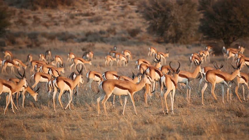 Large herd of springbok antelopes (Antidorcas marsupialis) walking over the plains, Kalahari desert, South Africa
