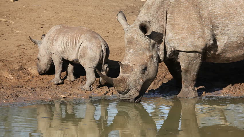 White (square-lipped) rhinoceros (Ceratotherium simum) with young calf drinking water, Mkuze game reserve, South Africa