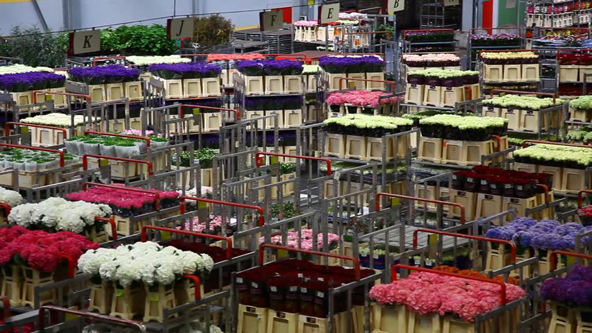 AALSMEER, THE NETHERLANDS-APRIL 27: Flowers being prepped for auction, FloraHolland, April 27, 2011, Aalsmeer, The Netherlands. Aalsmeer Flower Auction is the largest flower auction in the world; Around 20 million flowers are sold here daily.