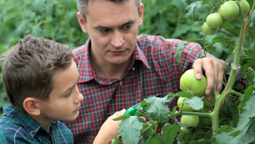 Father telling his son about how to take care of tomato plants