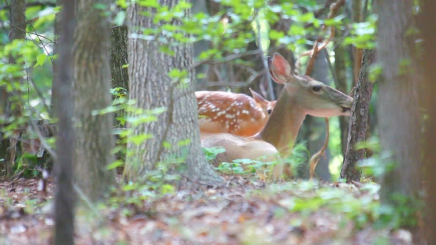 Whitetail Deer (Odocoileus virginianus) fawn being cleaned by it's mother.