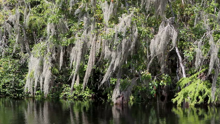 Spanish moss blows in the wind as it hangs from trees at the edge of a swamp in Big Cypress National Preserve, Florida.