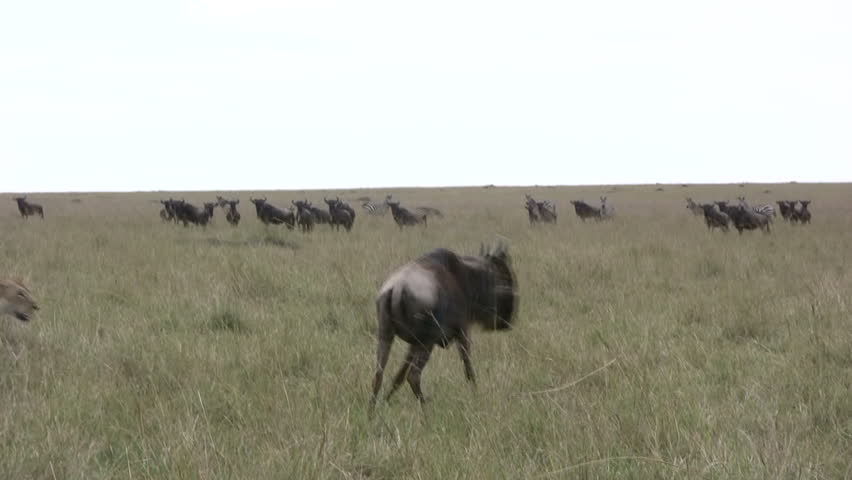 Two female lions hunting, bring down their prey