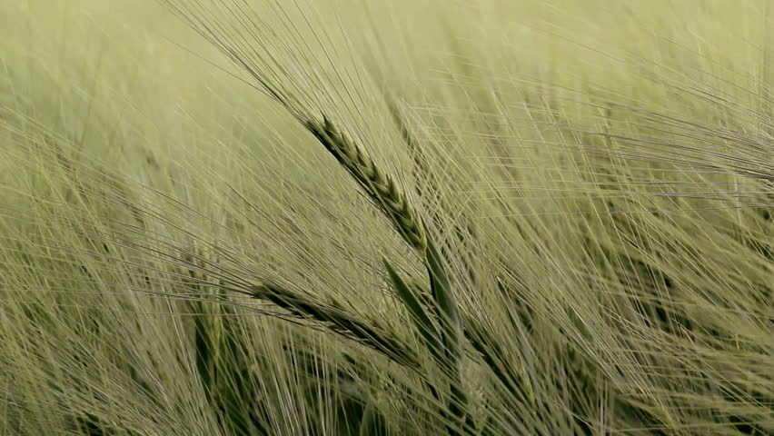 Close up of wheat swaying in the breeze