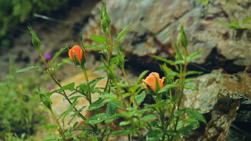 Beautiful rain drops on small rose