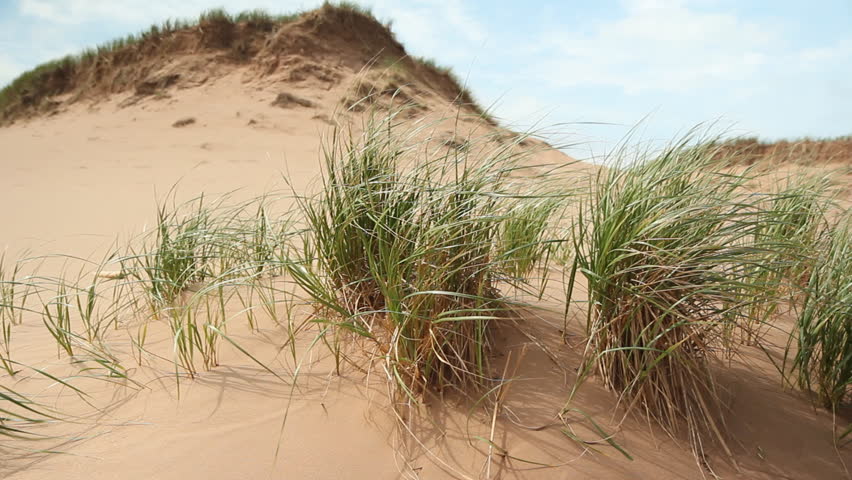Dunes. Closeup of grass in sand dunes. Shallow depth of field. Summer in Prince Edward Island, Canada. 