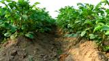 Potato bushes, soon harvesting