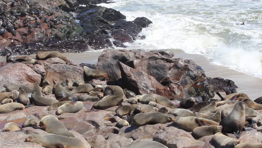Colony of seals at Cape Cross Reserve, Atlantic Ocean coast in Namibia.