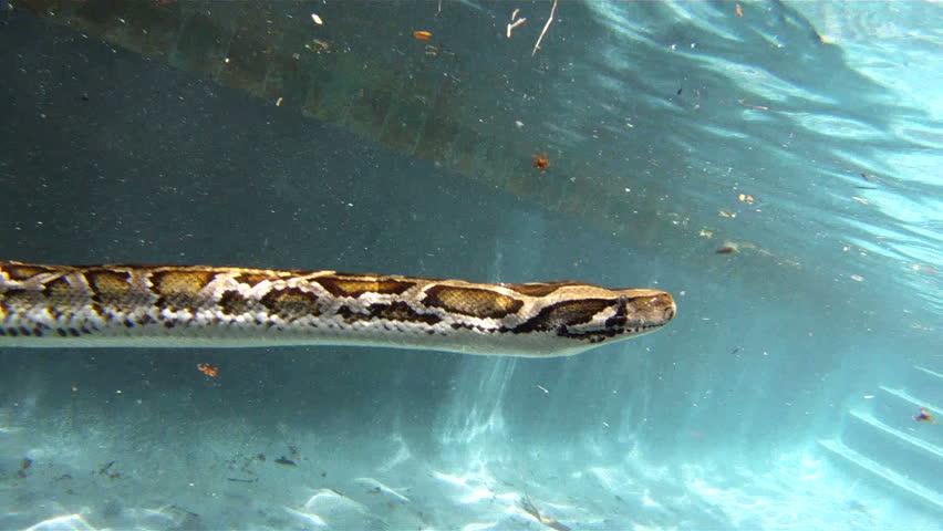 Python in Pool