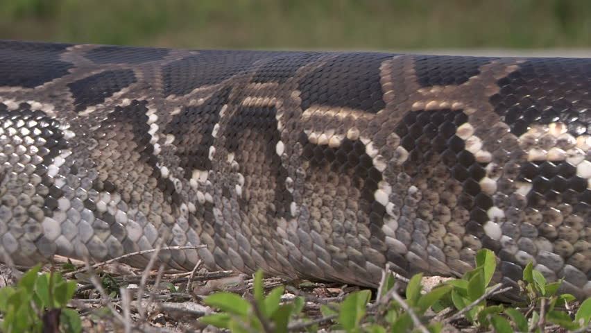 Python on Road