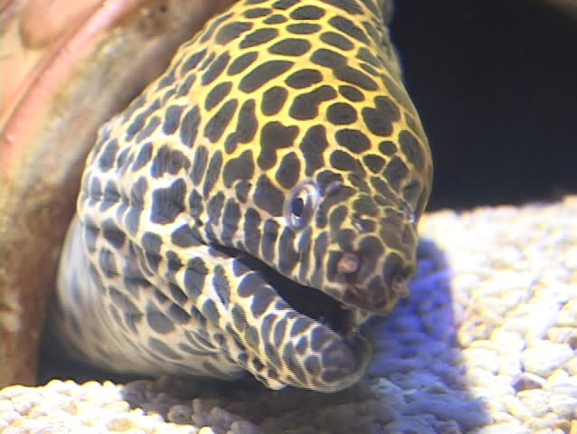 A moray eel lays in wait for prey to pass by.