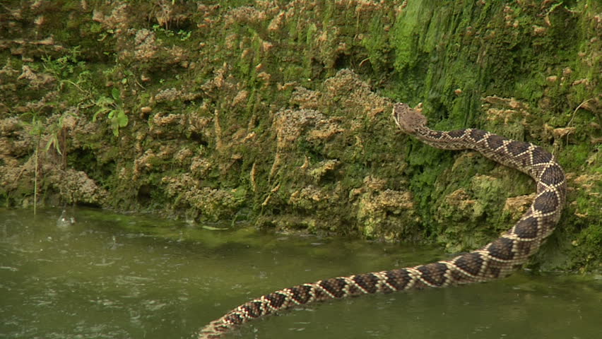 Eastern DB Rattler