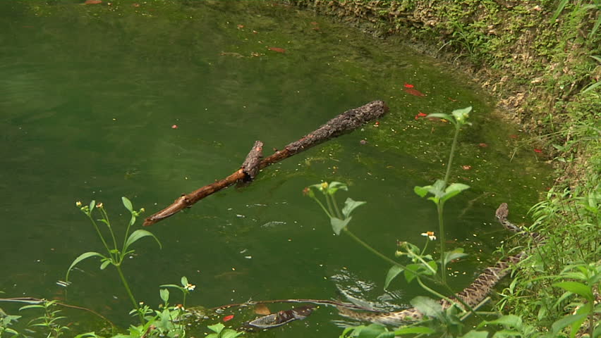 Eastern DB Rattler