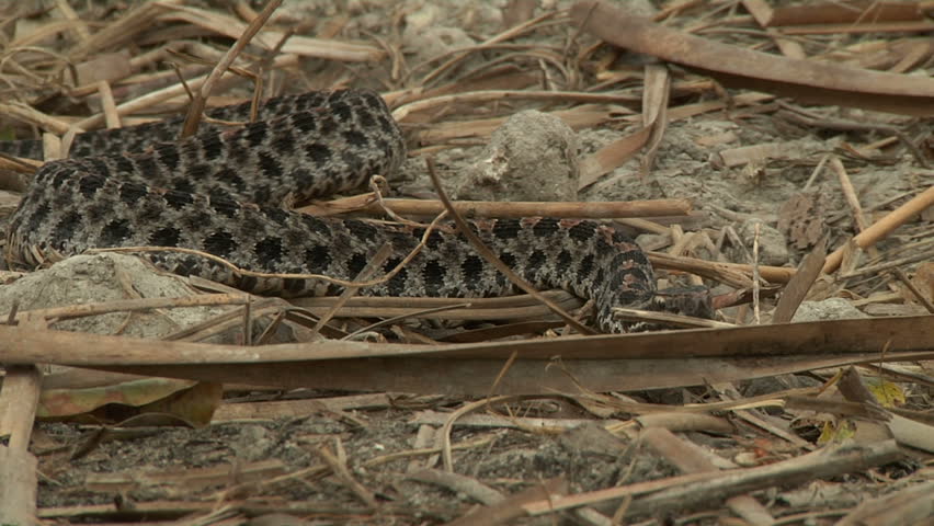 Pygmy Rattlesnake