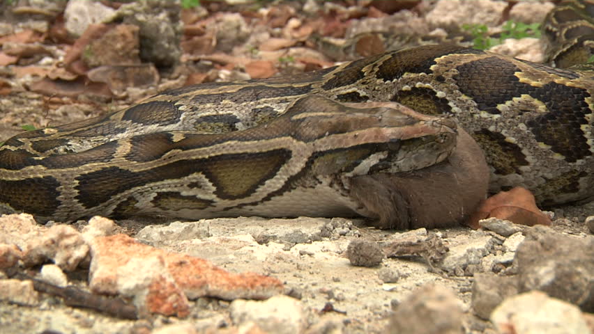 Python Eats Rat in Sewer