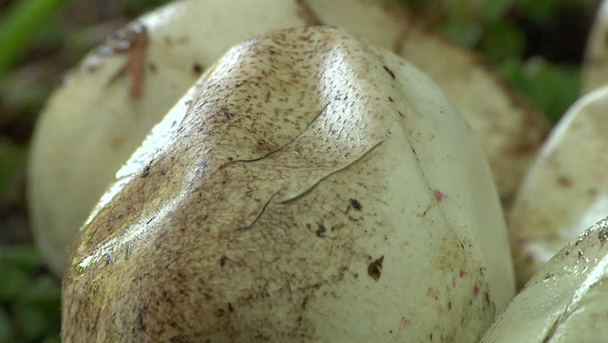 Python Eggs
