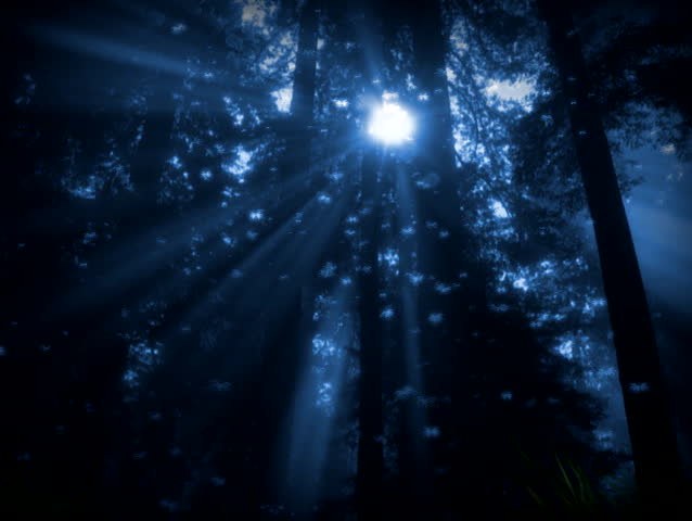 Floating creatures/insects in the woods at night motion graphic