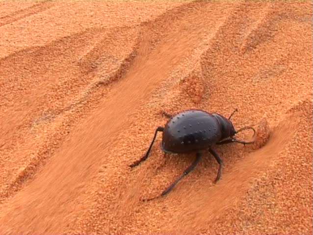Black beetle in desert