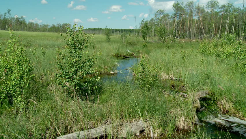 Small river in Siberia