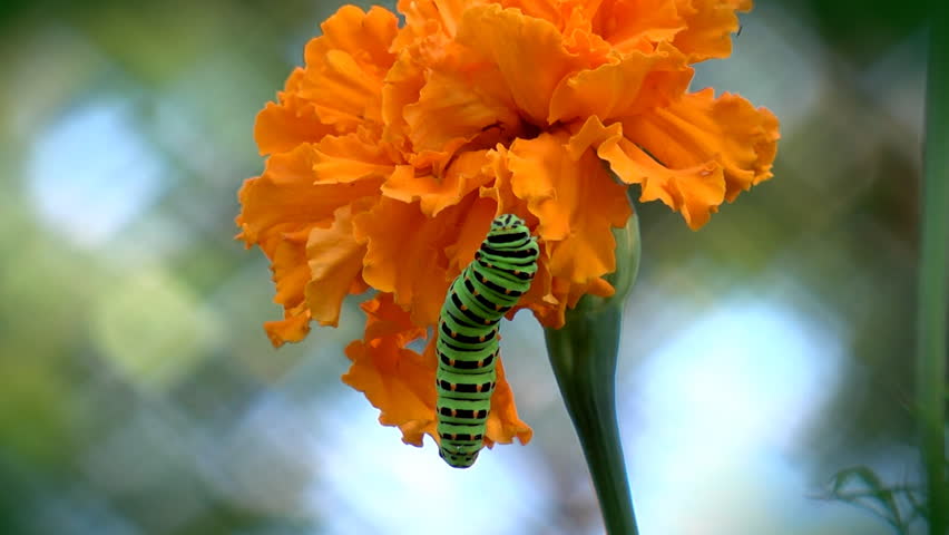 Swallowtail caterpillar crawling on  calendula flower
