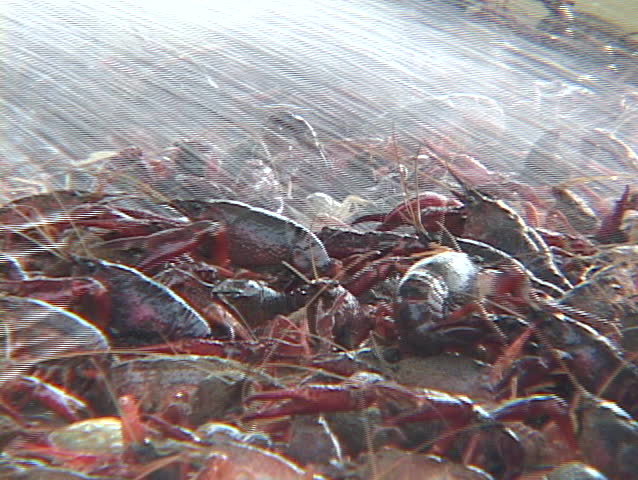 Water washes off a crayfish catch.