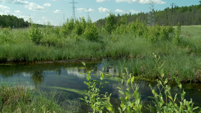 Summer in Siberia