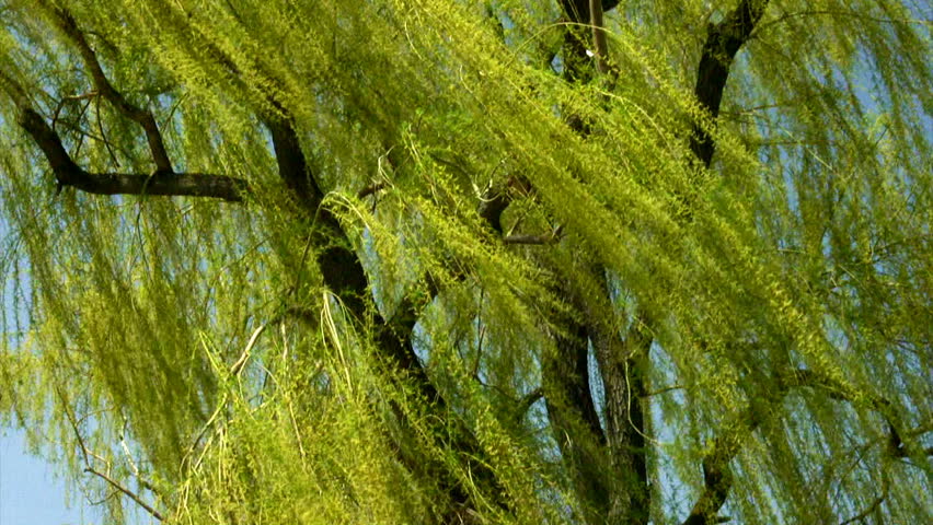 Long weeping leaves on a tree in a breeze.