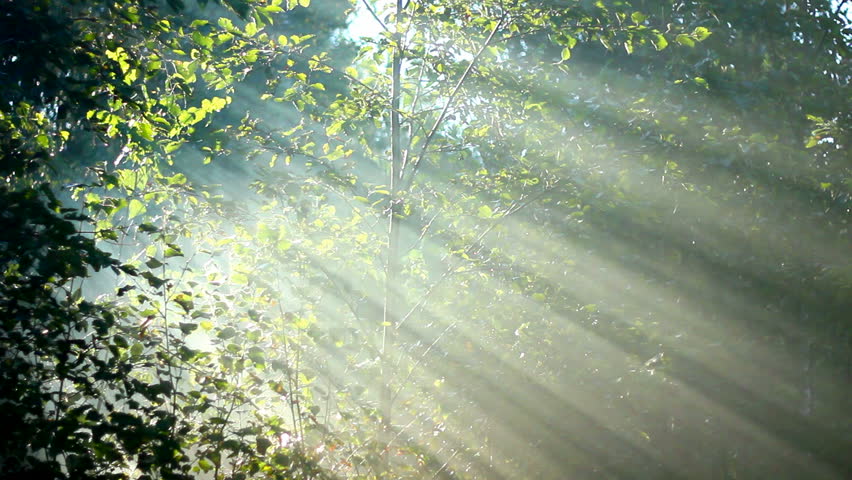forest in fog