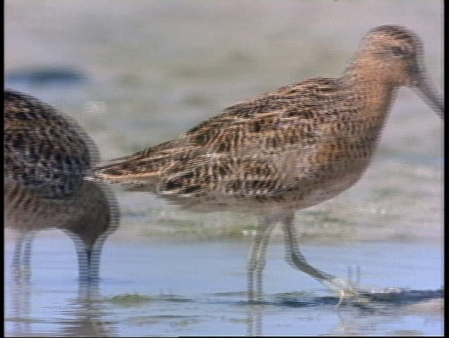 A Plover forages in a sandy puddle in Florida.