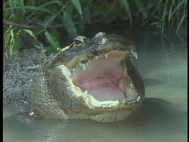 An alligator yawns in Florida's Everglades National Park.