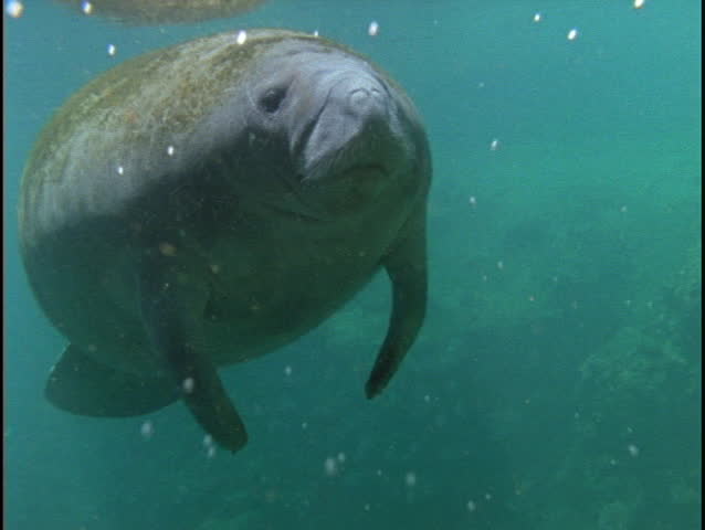 A manatee floats through the ocean water.