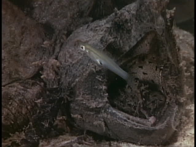 A snapping turtle lures prey with its tongue.