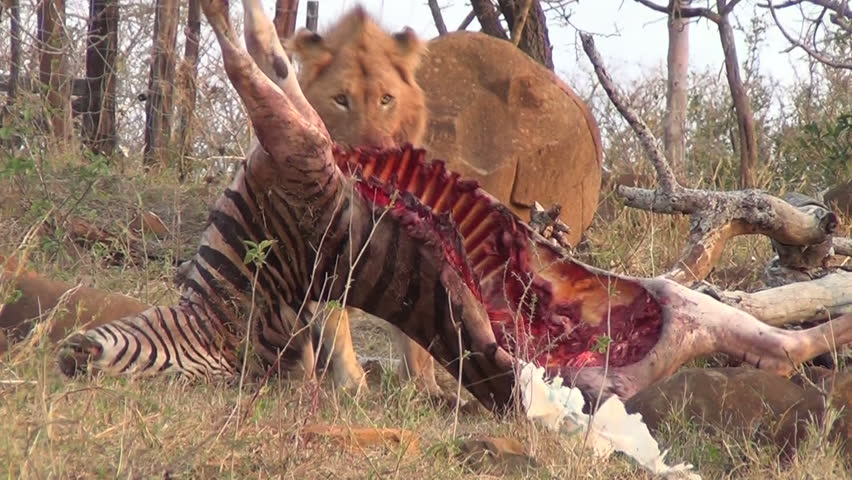 Lion pulling zebra carcass