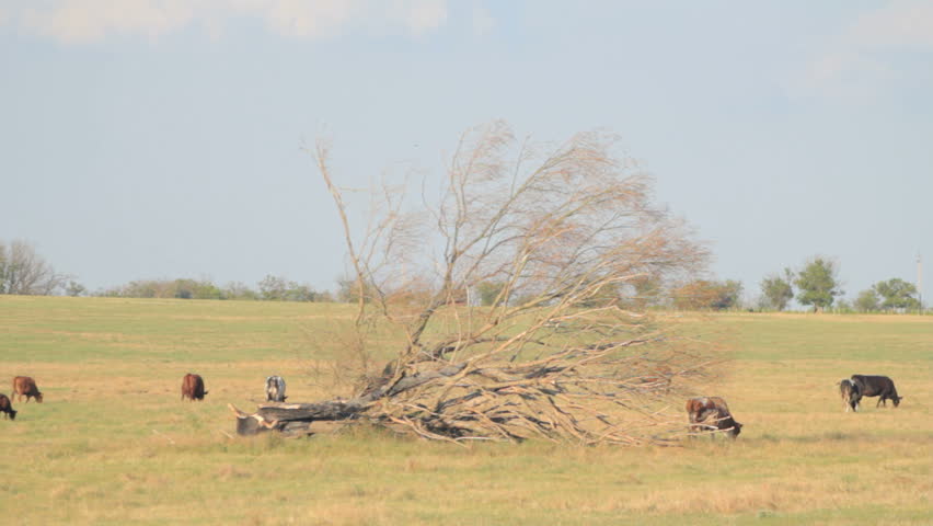 Meadow with grazing herd of cattle and old withered tree 