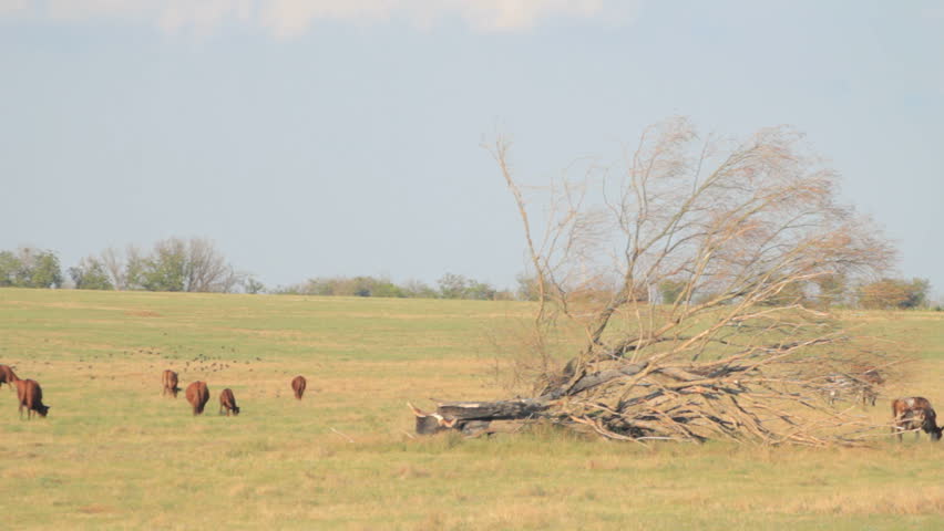 Meadow with grazing herd of cattle and old withered tree 