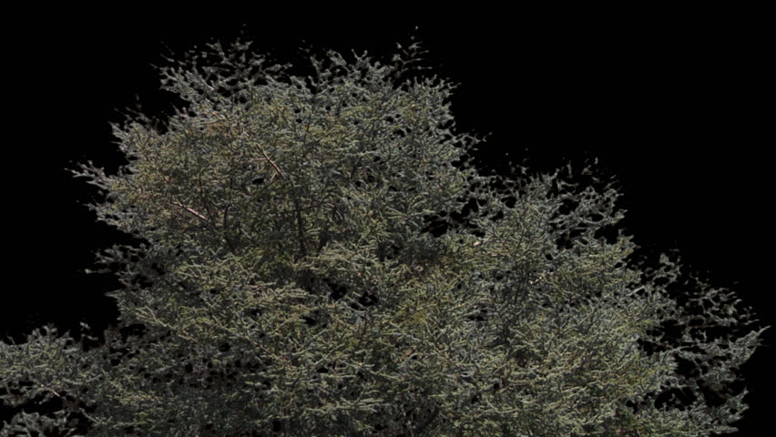 Isolate conifer with alpha matte