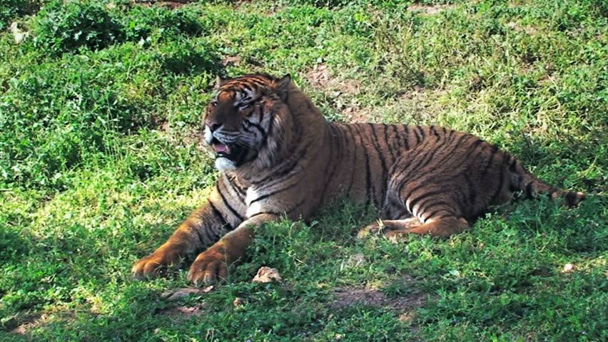 A tiger (feline beast) close-up, peacefully sitting on the grass.
