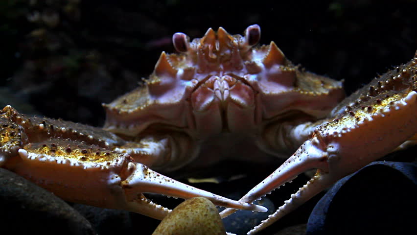Crab talk? Crab moves his legs, pincers, at the same time, stares straight ahead as if communicating. 1080p 