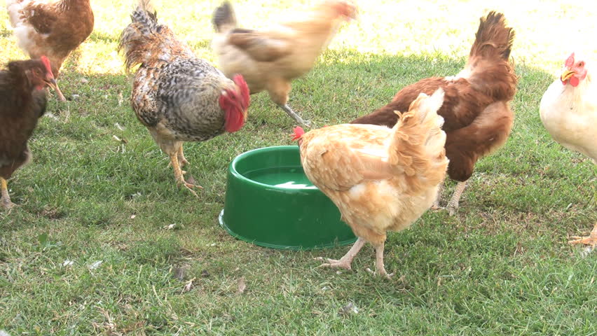 Chickens and a rooster drinking water from a bowl.