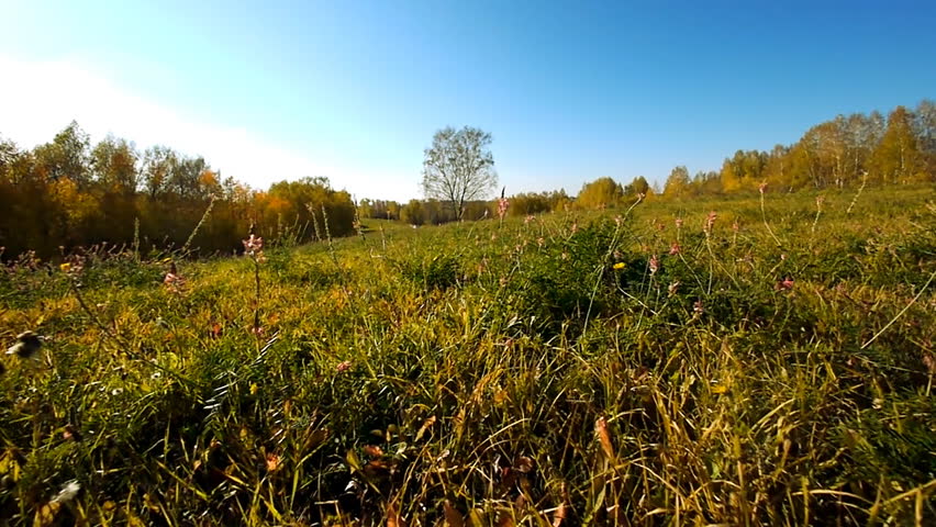 Flying over a grassy field at autumn.