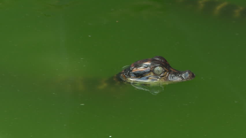 Baby Alligator Swimming