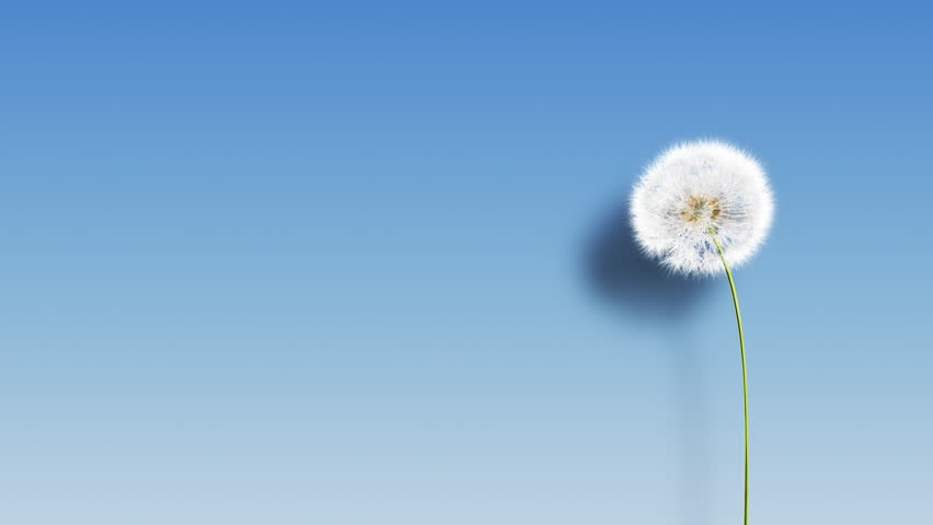 Dandelion Blue Shadow (with Matte). Dandelion on the wind. You can change background or add graphics to this clip, using attached luma matte.