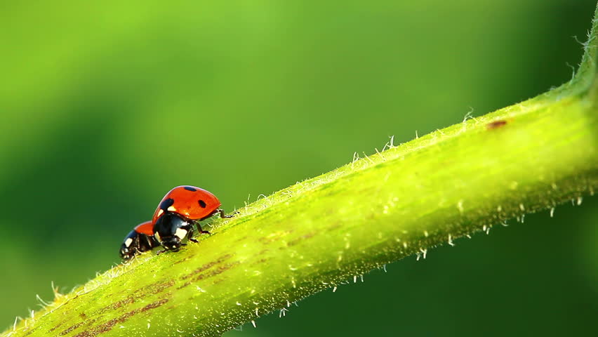 Ladybugs