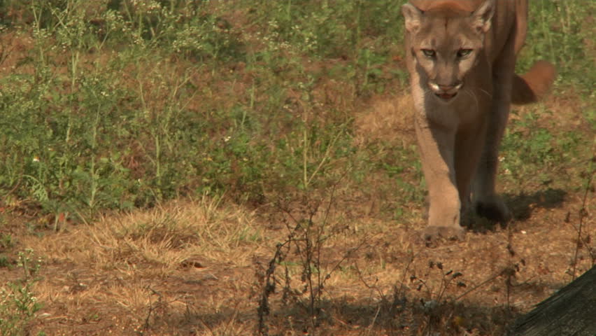 ECU - Florida panther walks past camera
