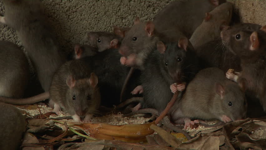 CU of rats trapped against wall