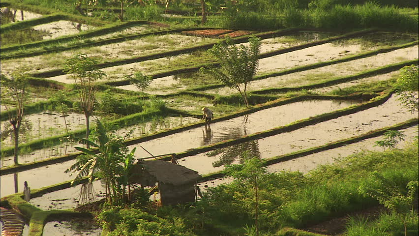 Flooded Rice Paddies With Reflection, Bali