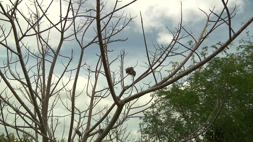 Opossum babies hanging onto naked tree branch (WS, zoom into CU)