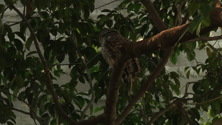 Owl in tree clutching rat in beak/claws