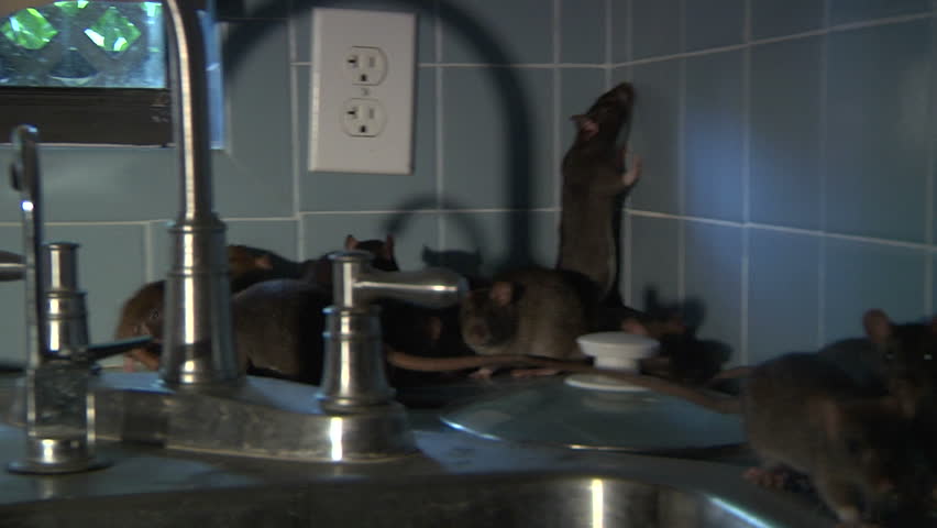 Rats climbing around kitchen sink