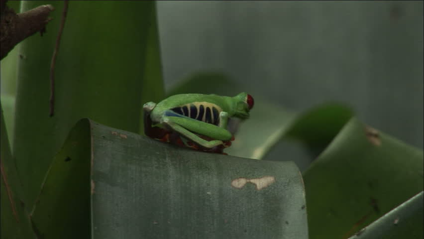 Costa Rican Red Eyed Leaf Frog In Jungle